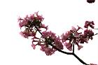 洋紅風鈴木-花04.jpg