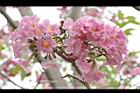 洋紅風鈴木-花05.jpg