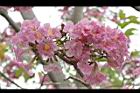 洋紅風鈴木-花06.jpg