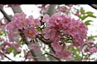 洋紅風鈴木-花07.jpg