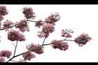 洋紅風鈴木-花10.jpg