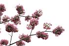 洋紅風鈴木-花11.jpg