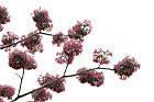 洋紅風鈴木-花12.jpg