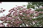 洋紅風鈴木-花13.jpg