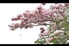 洋紅風鈴木-花15.jpg