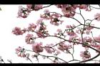 洋紅風鈴木-花16.jpg