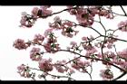 洋紅風鈴木-花17.jpg
