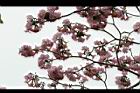 洋紅風鈴木-花18.jpg