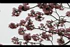 洋紅風鈴木-花19.jpg