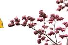 洋紅風鈴木-花20.jpg