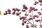 洋紅風鈴木-花21.jpg