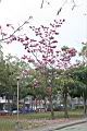 洋紅風鈴木05.jpg
