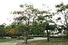 洋紅風鈴木09.jpg