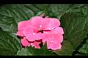 繡球花-花5.jpg
