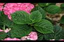 繡球花-葉3.jpg