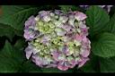 繡球花06.jpg