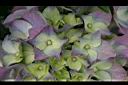 繡球花11.jpg