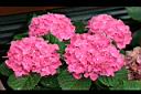 繡球花12.jpg