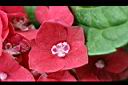 繡球花14.jpg