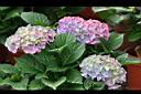 繡球花17.jpg