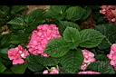 繡球花2.jpg