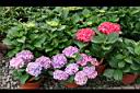 繡球花22.jpg