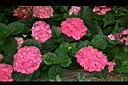 繡球花4.jpg