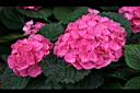 繡球花5.jpg
