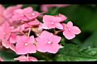 繡球花-花0.jpg