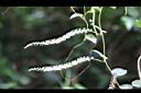 洋落葵-花9.jpg