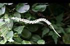 洋落葵-花5.jpg
