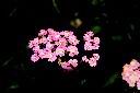 洋蓍草-花00.JPG