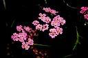 洋蓍草-花03.JPG