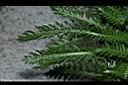 洋蓍草-葉00.JPG