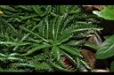 洋蓍草01.JPG