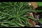 洋蓍草03.JPG
