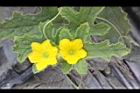 洋香瓜-雄花20.JPG