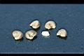 洛神花-種子0.jpg