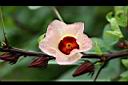 洛神花-花05.jpg