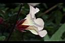 洛神花-花12.JPG