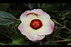 洛神花-花07.JPG