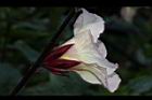 洛神花-花11.JPG
