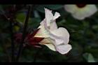 洛神花-花13.JPG