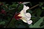 洛神花-花14.JPG