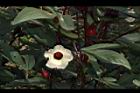 洛神花-花15.JPG
