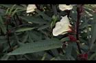 洛神花-花16.JPG