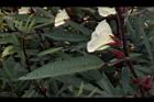 洛神花-花17.JPG