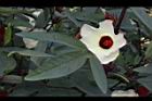 洛神花-花18.JPG