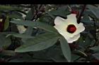 洛神花-花19.JPG