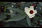 洛神花-花20.JPG